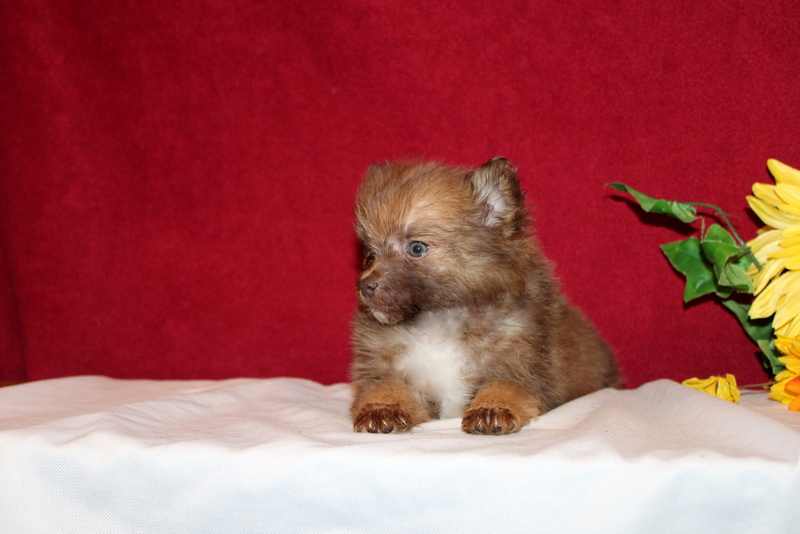 puppy, for, sale, Pomeranian, Matthew B. Stoltzfus, dog, breeder, Gap, PA, dog-breeder, puppy-for-sale, forsale, nearby, find, puppyfind, locator, puppylocator, aca